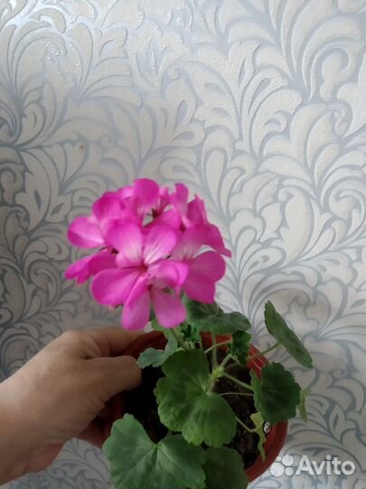 Герань пеларгония сортовая,хорошо укорененная