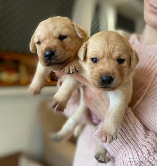 Щенки лабрадора