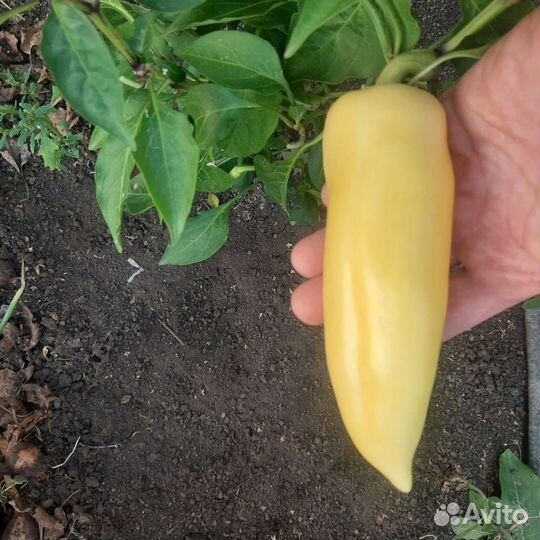 Рассада сладкого перца