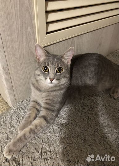 Кот серый в добрые руки