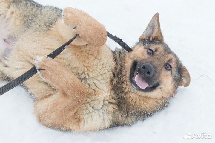 Отдам собаку в надежные руки Тося