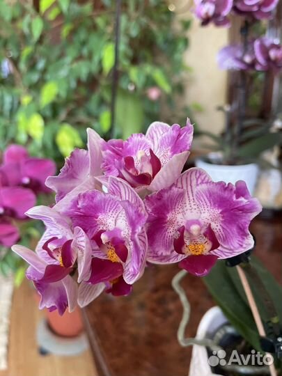 Фаленопсис бабочка