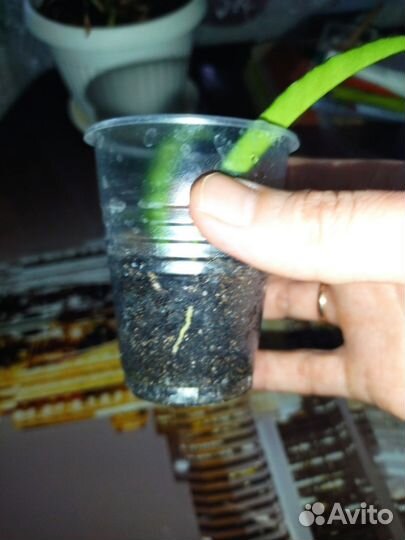 Хойя manua loa,хойя белла