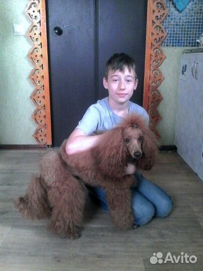 Передержка животных