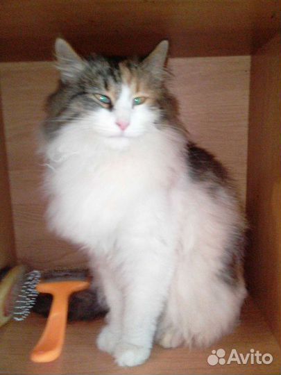 Девочка Нора