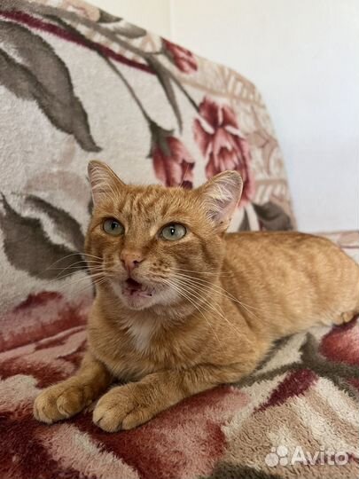 Котик в добрые руки