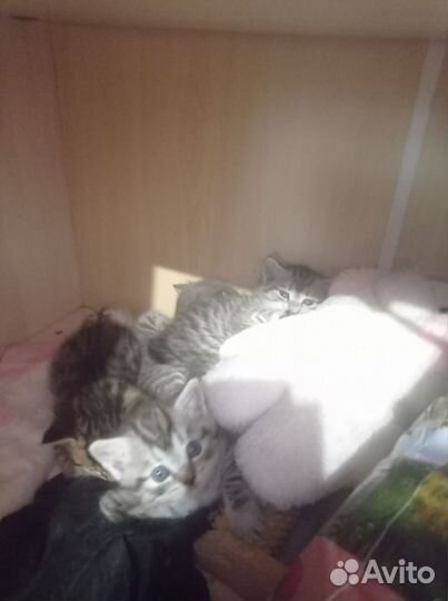 Британские котята