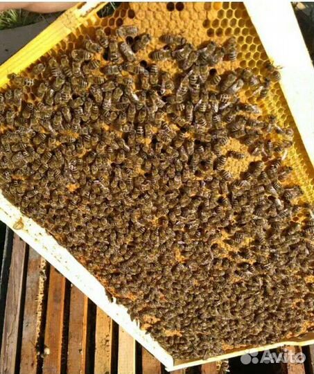 Пчелопакеты