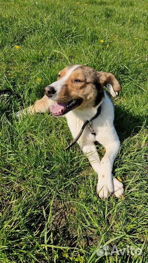 Девочка собачка