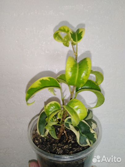 Фикусы сортовые