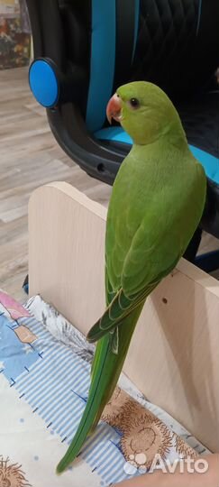 Ожереловый попугай