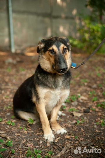 Спасён с чёрного приюта