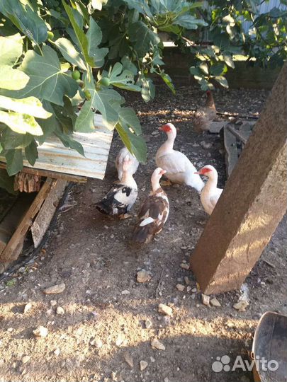 Утки шипуны