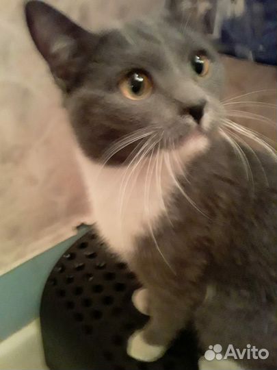 Найден котик