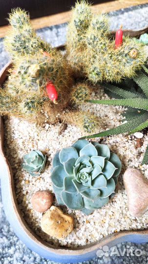 Композиция из кактусов и суккулентов