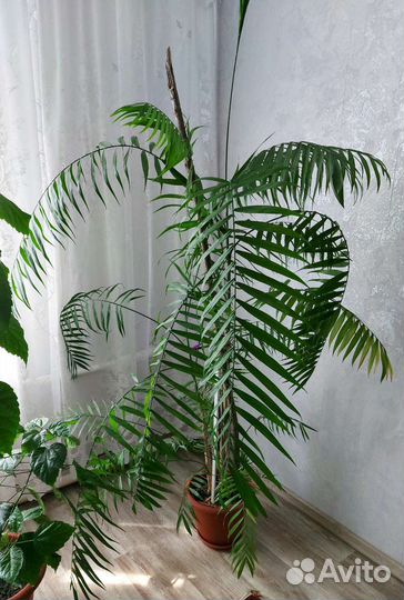 Пальма хамедорея