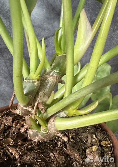 Филодендрон Burle Marx