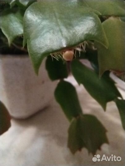 Декабрист шлюмбергера