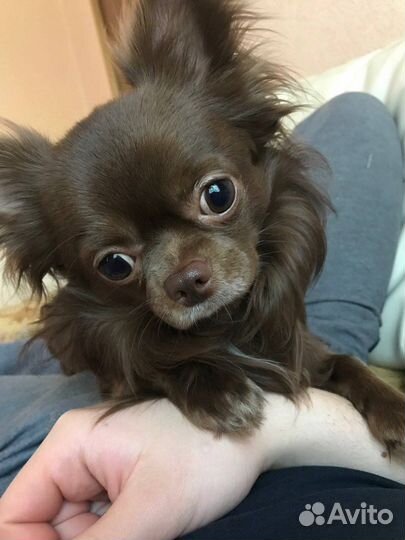 Картина портрет чихуахуа