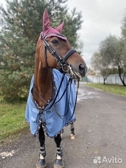Попона для лошади