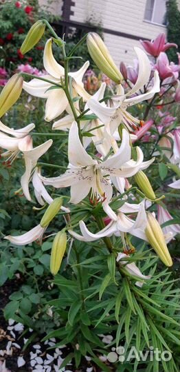 Лилия тигровая Свит Серендер