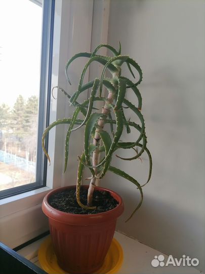 Алое лечебный