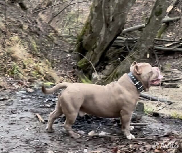 Американский булли вязка