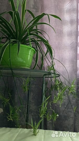 Хлорофитум Царицыно