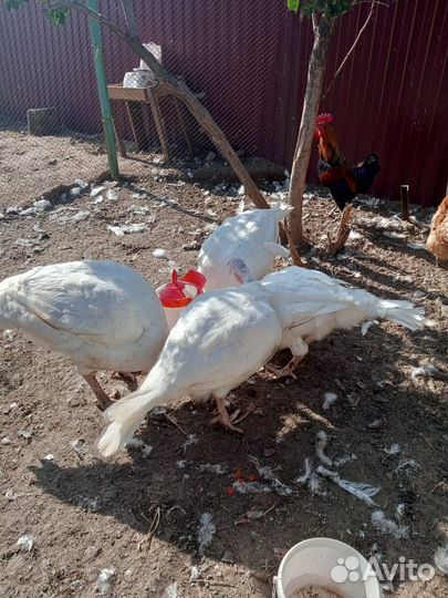 Тушки индеек