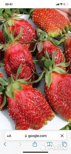 Клубника Купчиха