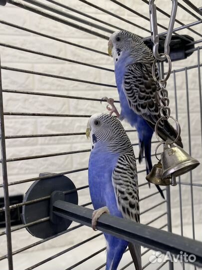 Волнистые попугаи с клеткой