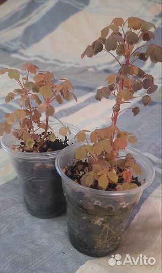 Эписция, окалис