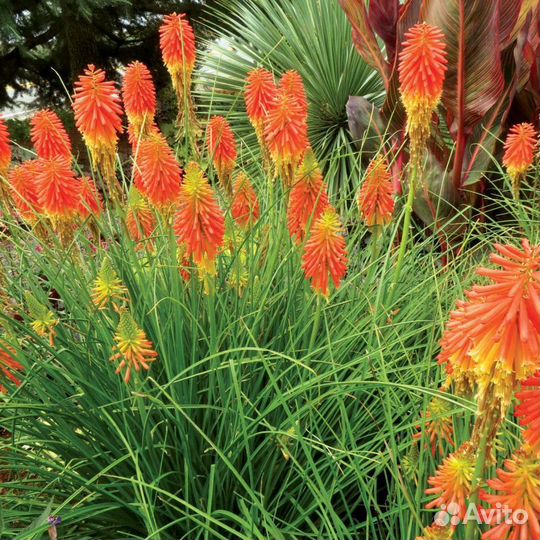 Книфофия Асфоделина