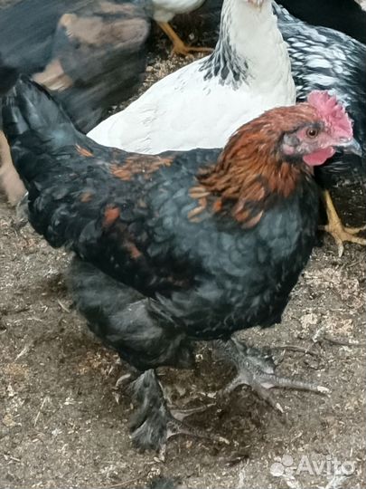 Молодые петухи