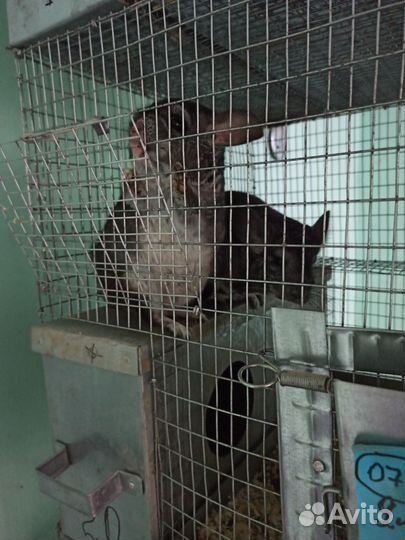 Шиншилловая ферма