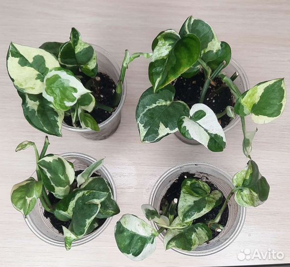 Сциндаптус N'Joy,Пеперомия,Традесканция,Бегония