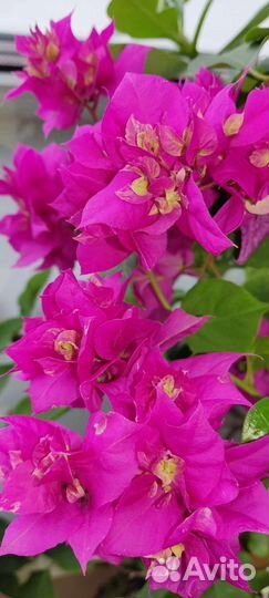 Бугенвиллия Double Purple
