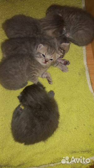 Шотландские котята
