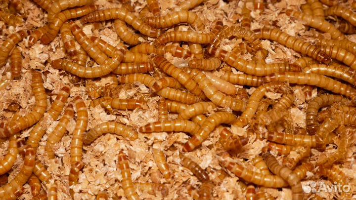 Кормовые насекомые