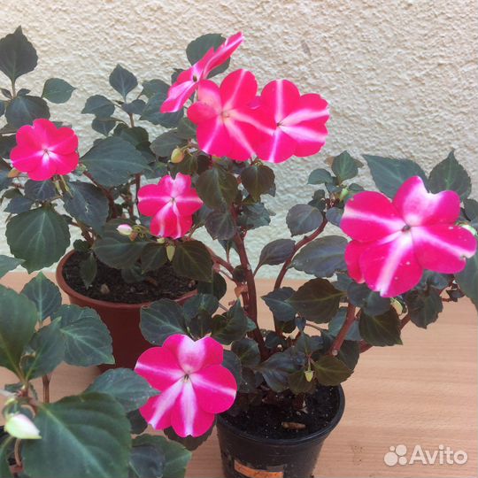 Бальзамины Уоллера