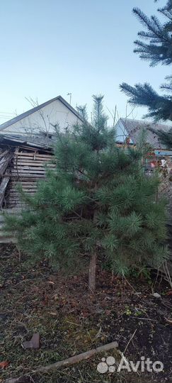 Голубые ели