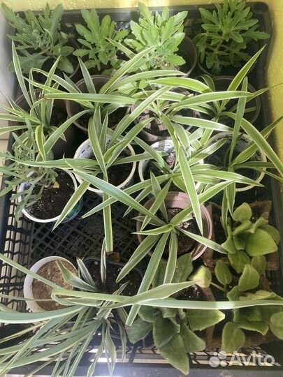 Комнатные цветы