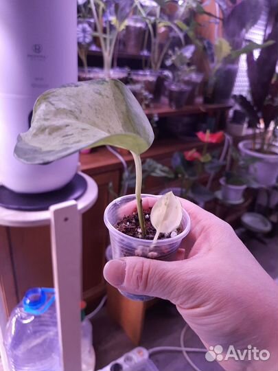 Сциндапсусы и эпипремнумы в ассортименте