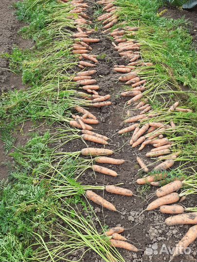 Морковь свежая