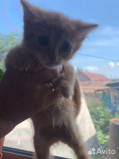 Рыжие котята