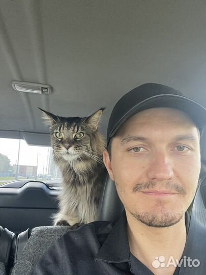 Передержка животных