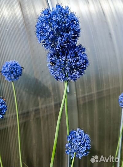 Многолетники для сада