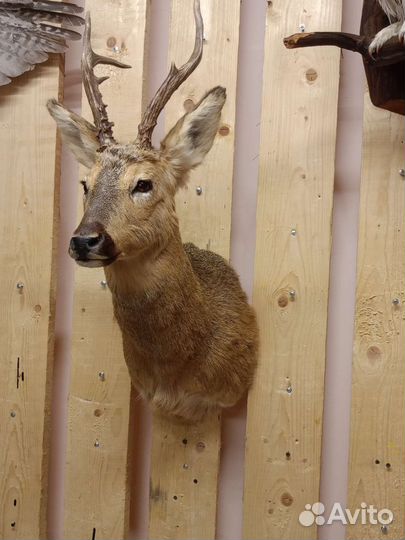 Чучело косули