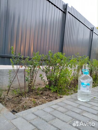 Спирея биларда кустики 22 шт