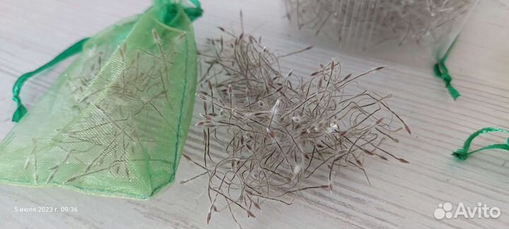 Семена прострела